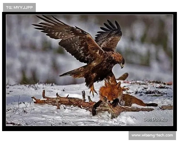 突尼斯甲级联赛扎基斯领跑非洲之鹰紧随其后积分榜激烈竞争展开